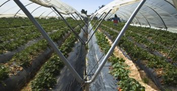 Bill passes to allow expansion of farming in Spain’s Doñana national park