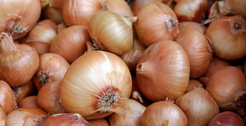 Drought decimates Spain’s onion crop