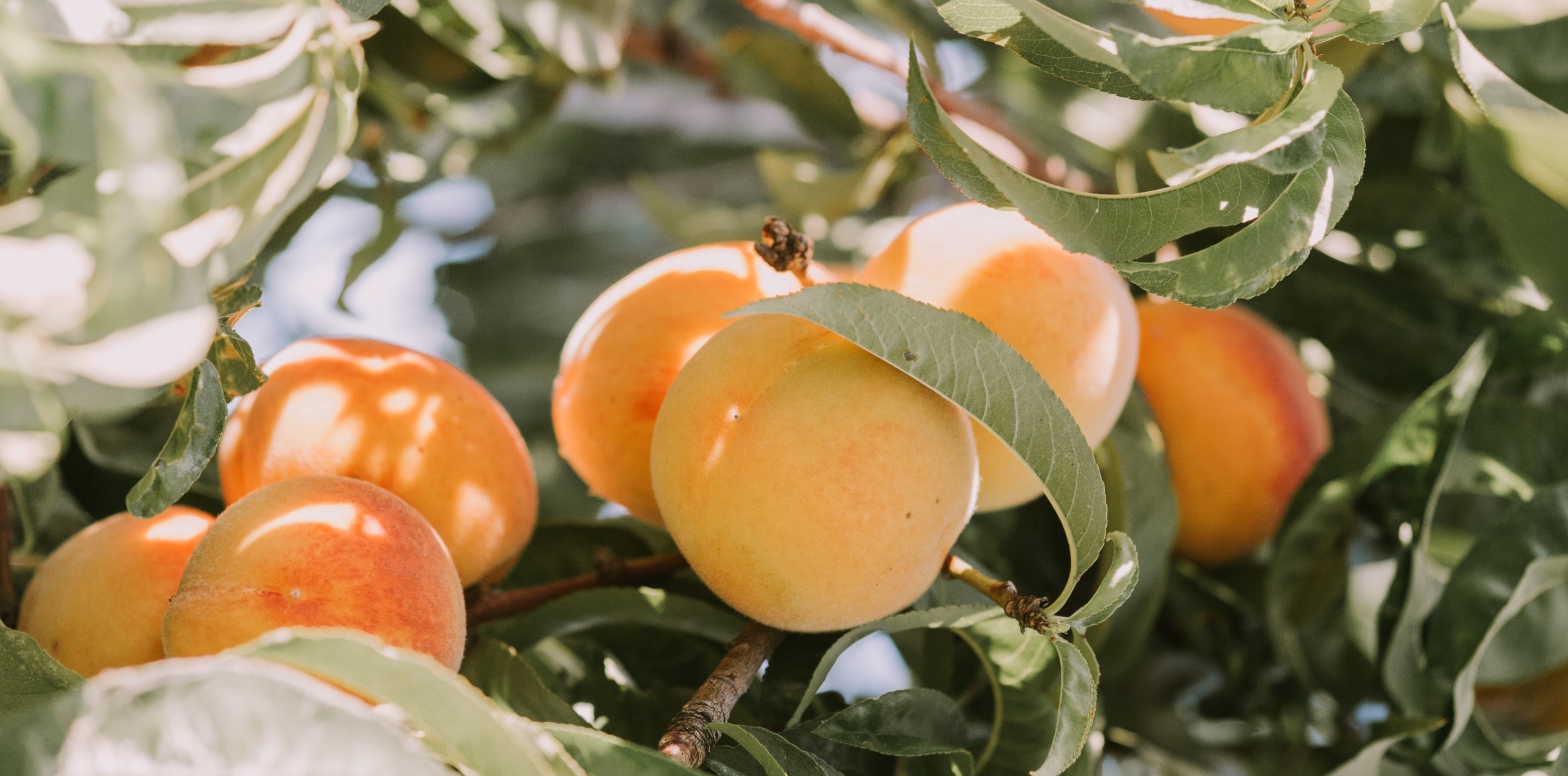 European peach and nectarine crop forecast to rise by 14% 