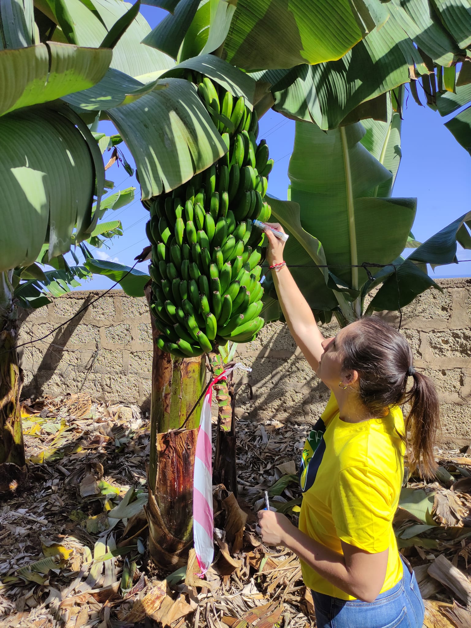 ASPROCAN launches project for greater sustainability in Canary Islands banana supply