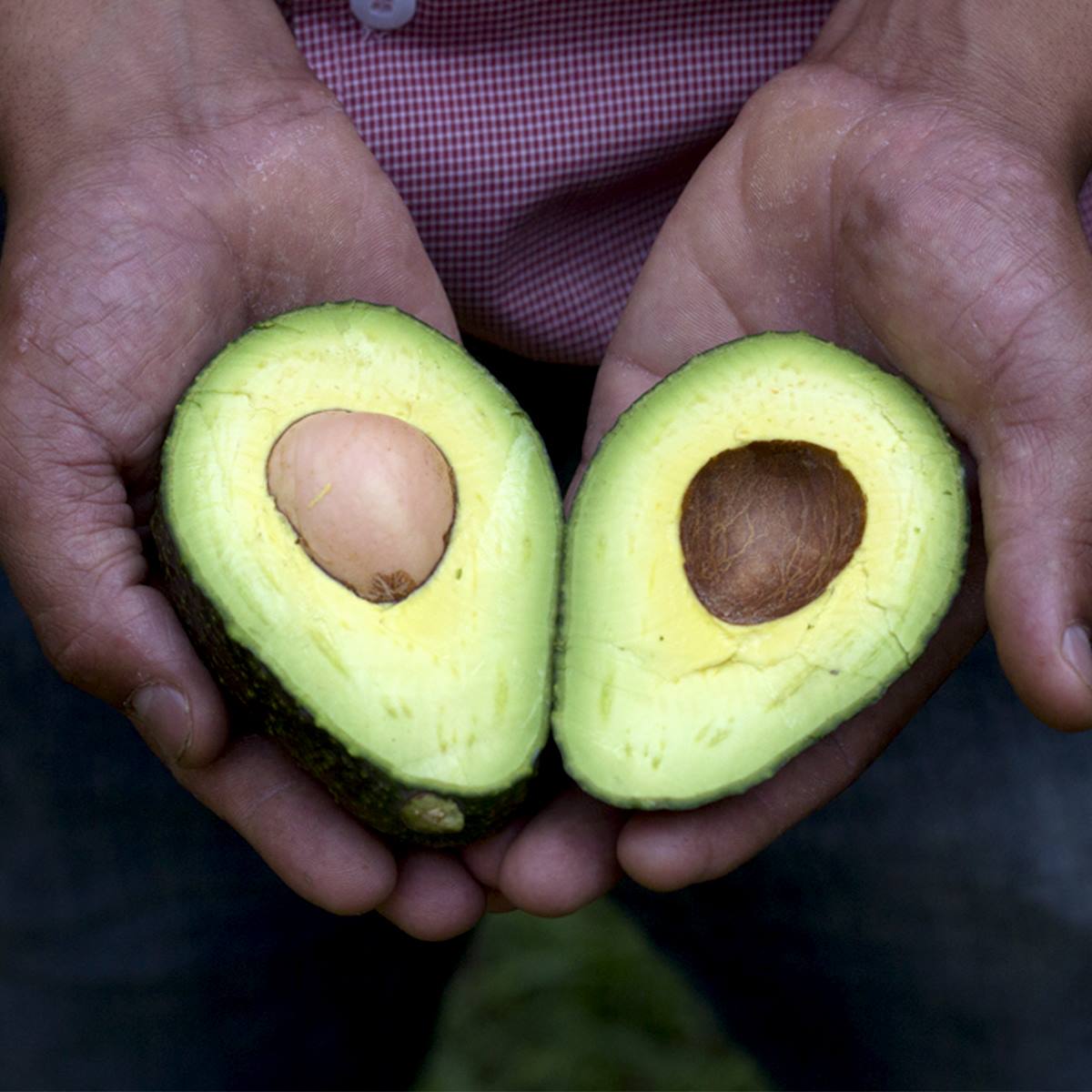Mexico consolidates position as world’s largest avocado exporter
