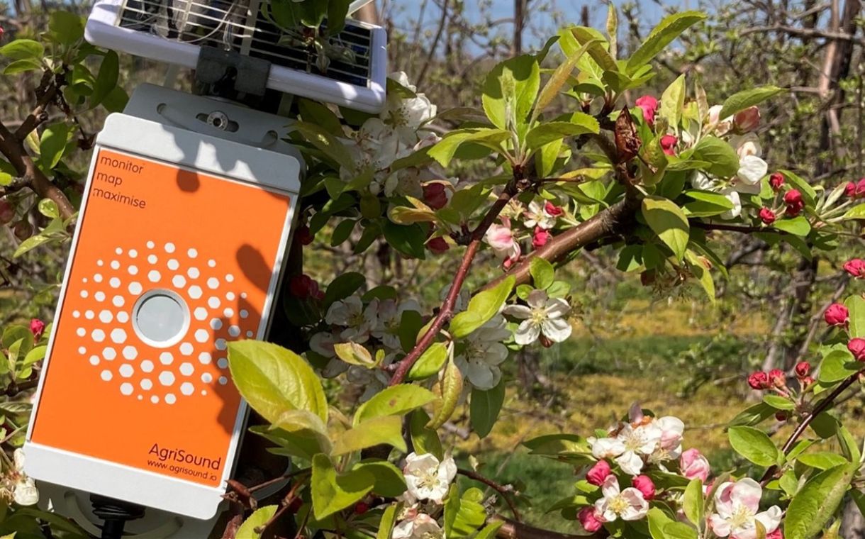 Apple orchards equipped with insect monitors to listen out for bee activity 