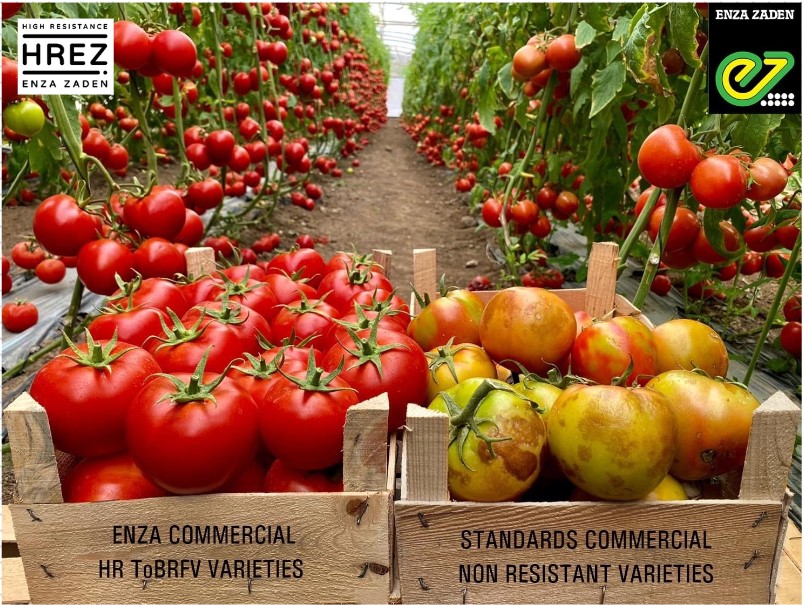 HREZ, protection for tomato cultivation