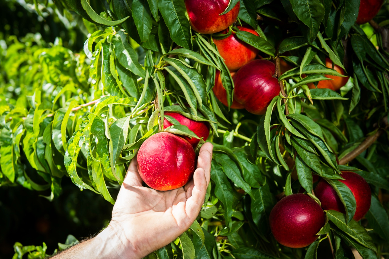 Smaller calibres expected for Catalan stone fruit crop