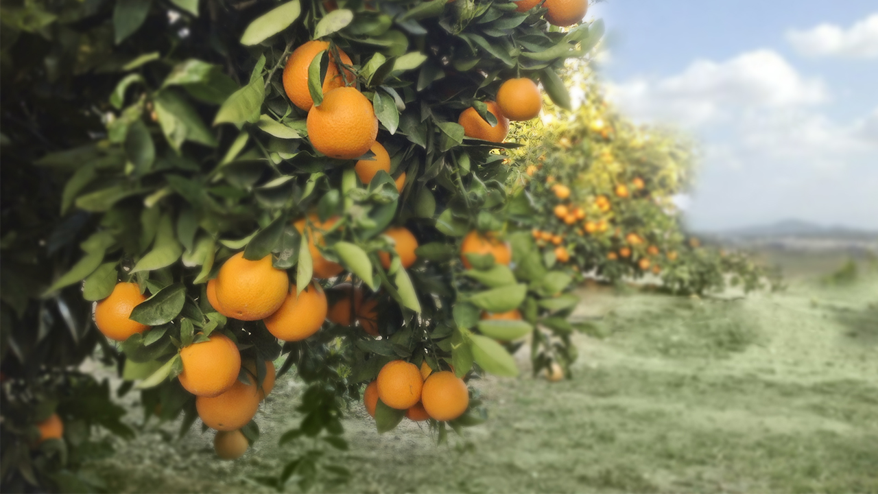EU citrus output drops 10%