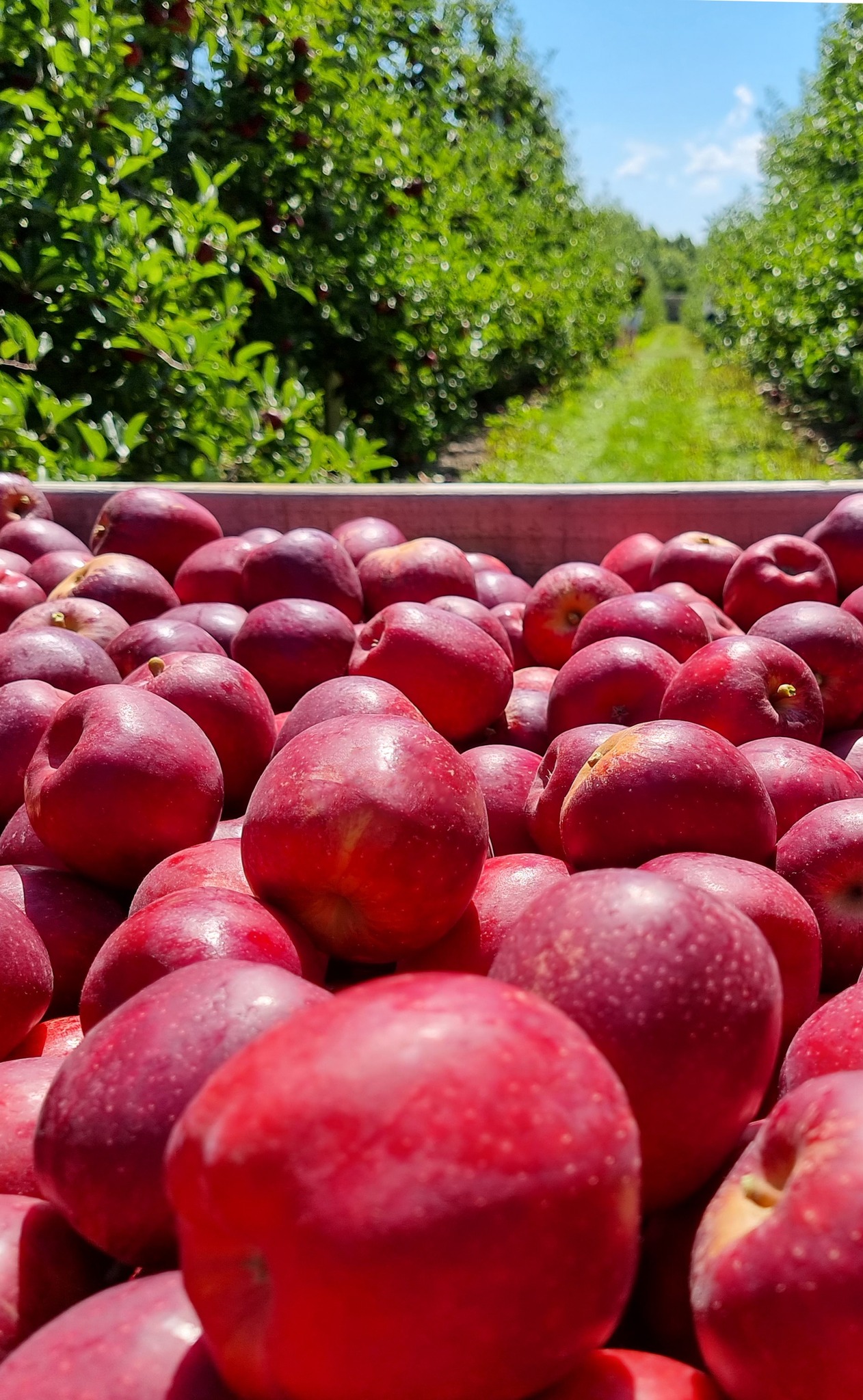 NZ apple exports plummet by 21%  