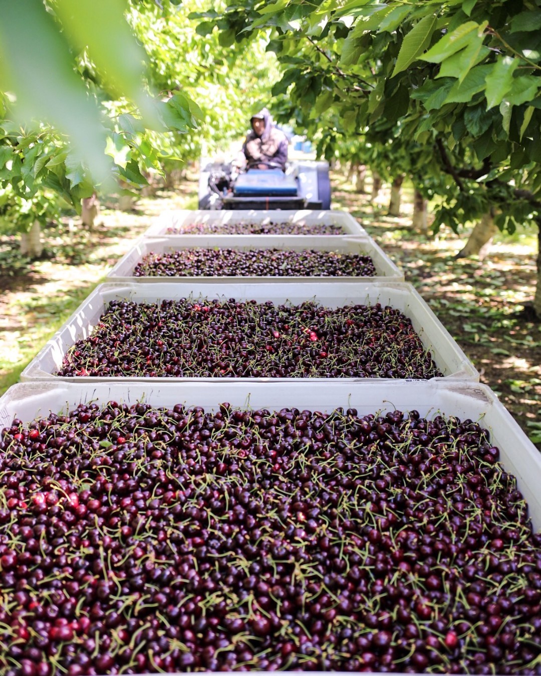 NWCG forecasts larger northwest cherry crop 