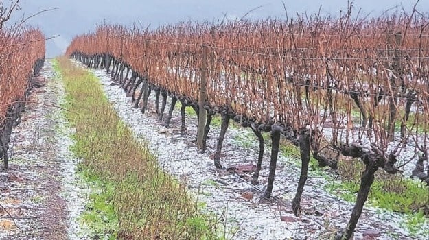 South African crops in Western Cape damaged by winter storms 