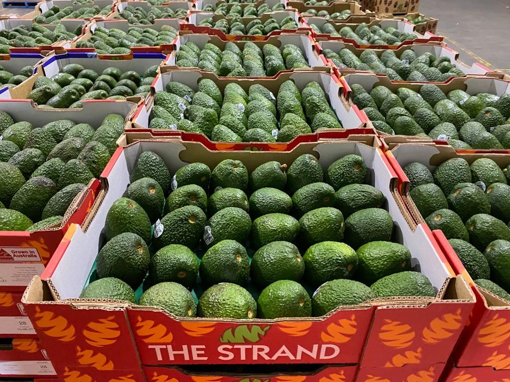 First trial shipment of Australian avocados lands in India 