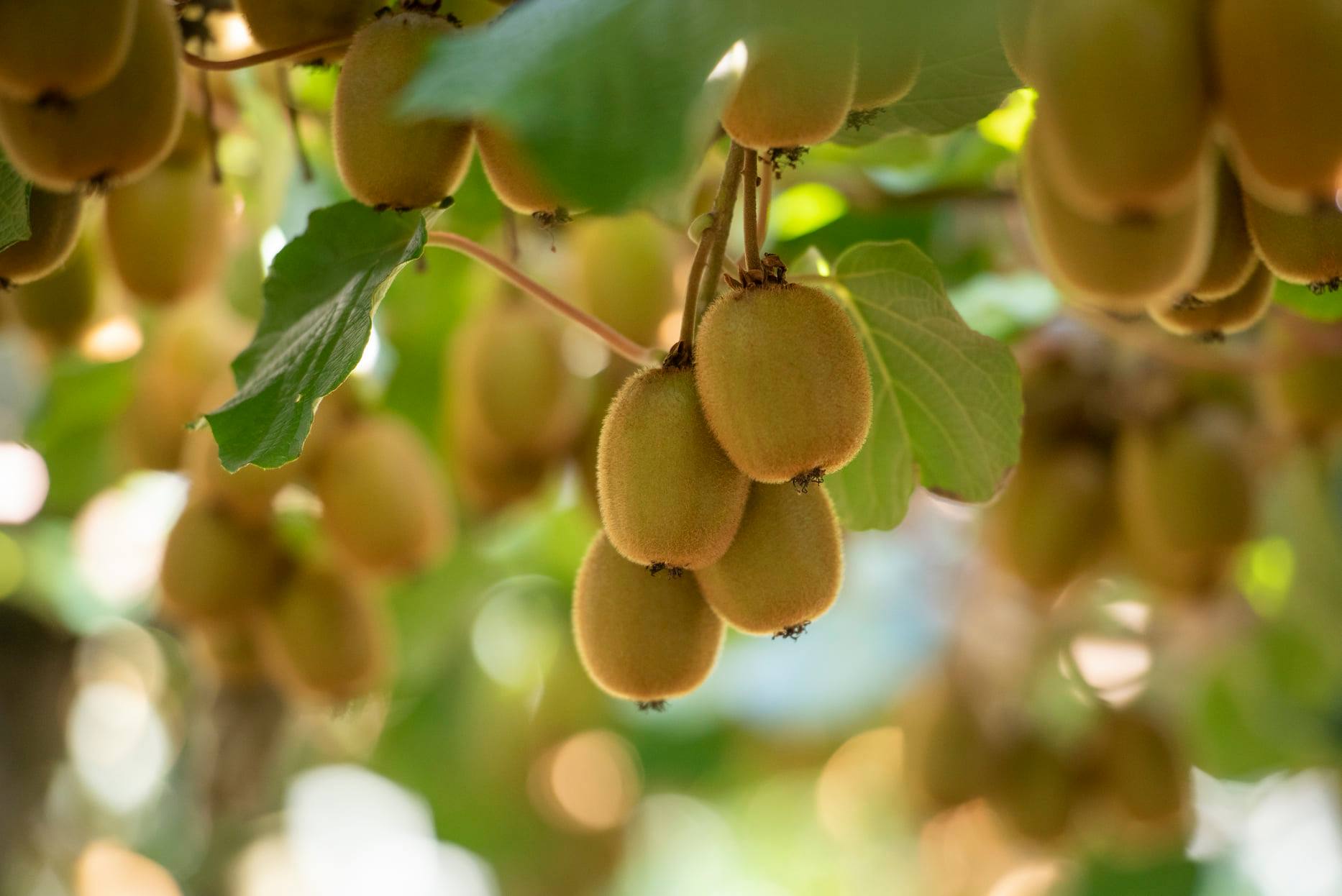Zespri turns page on difficult 2022-23 campaign
