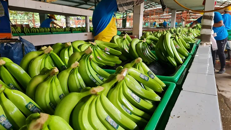 Ecuador’s banana shipments rise in first 5 months of 2023