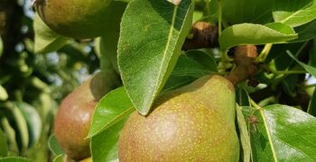 Europe braced for pear shortages