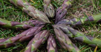 Asparagus varietal developments continue at Global Plant Genetics