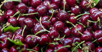 Bumper North American cherry crop in store