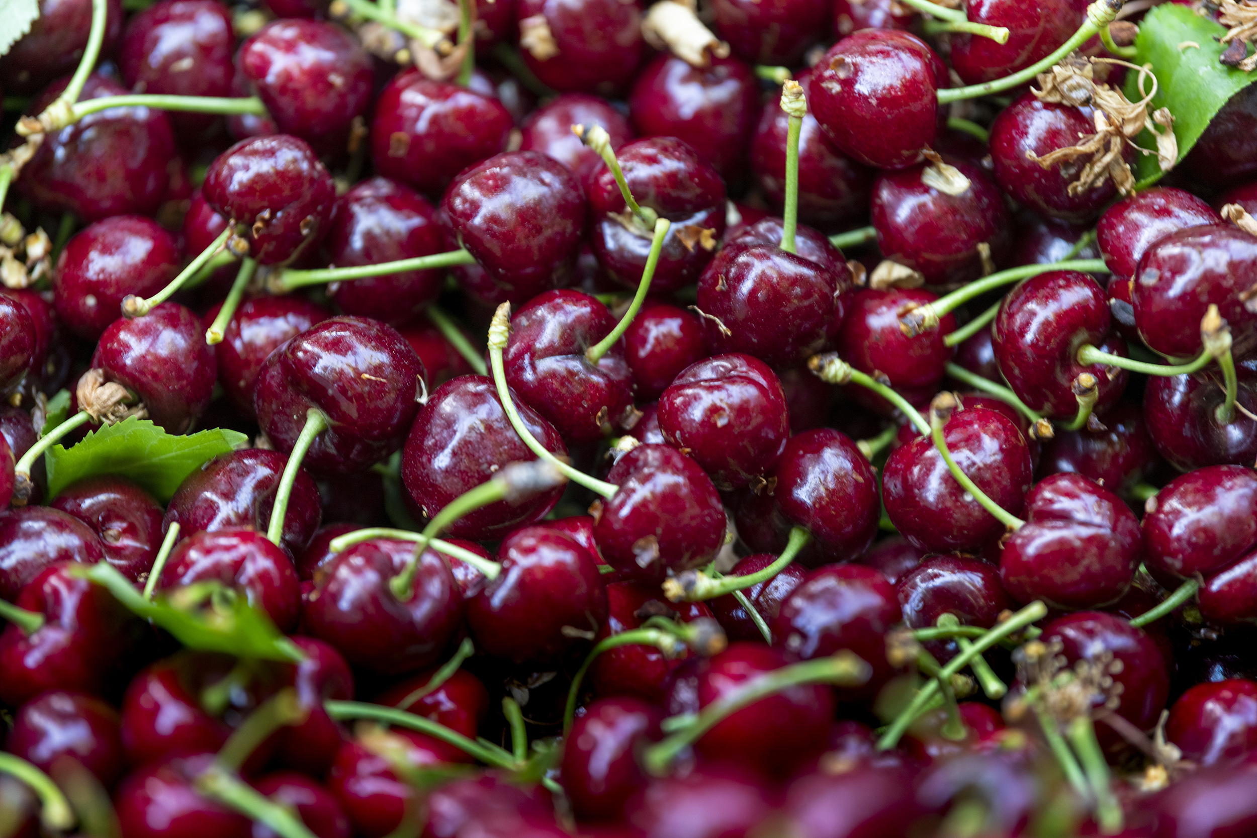 Bumper North American cherry crop in store Eurofresh Distribution