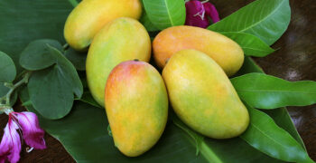 Indian mango shipments to US surge as technology improves