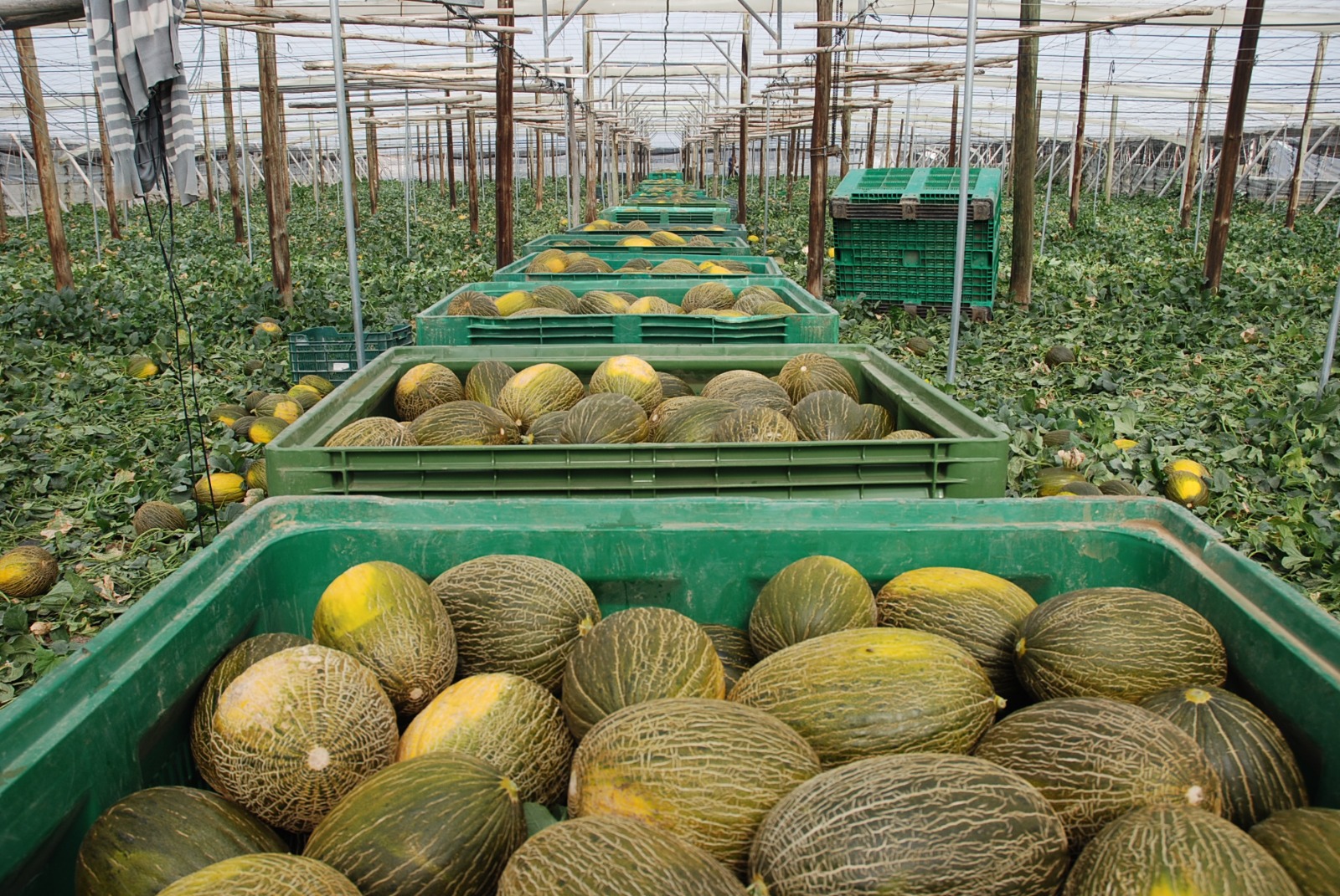Spain, Morocco and Italy remain key EU watermelon suppliers
