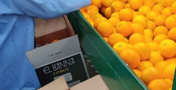Surge in EU imports of Egyptian citrus