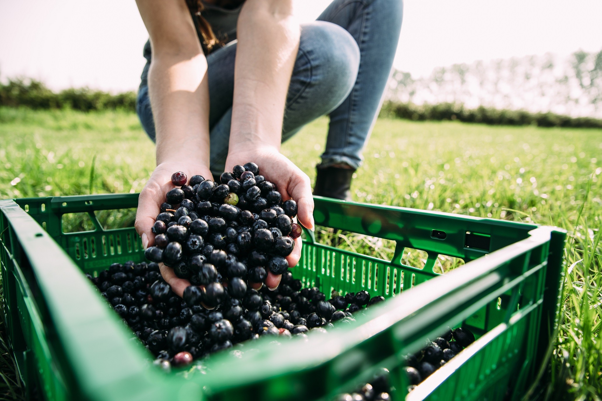 Reusable plastic crates extend shelf life of food for at least 4 days longer than single-use carboard boxes