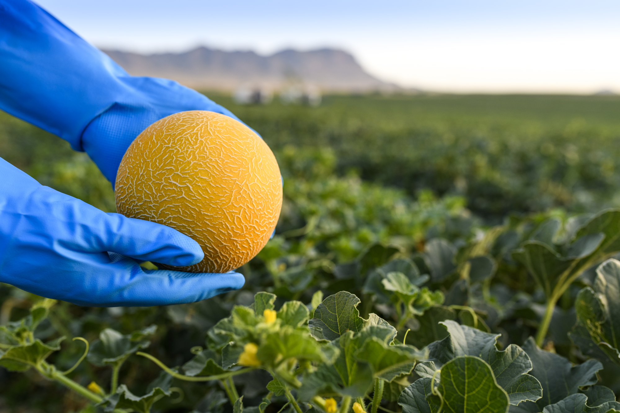 Melon & Watermelon Innovation Days connect producers of melon and watermelon in Murcia