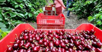 China’s stone fruit crop makes strong comeback