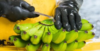 Colombian banana growers devise plan to tackle Fusarium fungus 