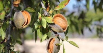 Recovery of Spain’s almond crop despite drought and scorching temperatures