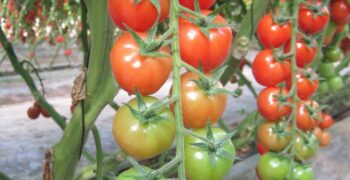 European tomato producers feel the heat of Moroccan competition