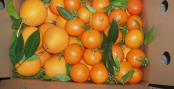 Rise in citrus prices at origin due to falling supply