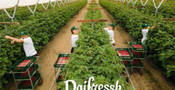 Daifressh continues to expand its berry production and logistics facilities