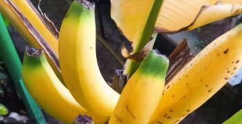 Kazakhstan enters banana market