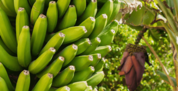 Costa Rican banana exports up 19%