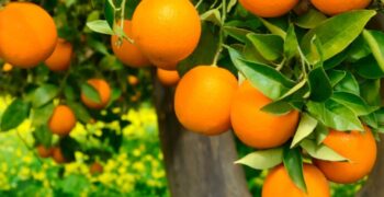 Dip in Brazil’s orange production