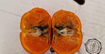 Intercitrus calls to extend EU cold treatment requirement to mandarins 