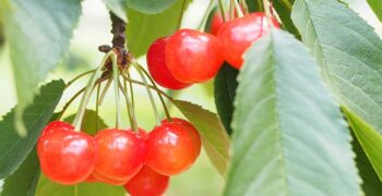 Japan’s cherry production bounces back