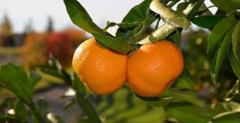 Japanese hail arrival of Satsuma mandarins from “Land of the Sun” Peru