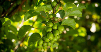 The volume and quality forecasted for NERGI® kiwi berry this season is very promising