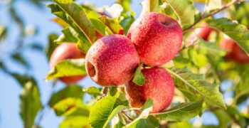 Rising demand for Pink Lady® apples in Europe