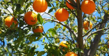 Investments in black South African citrus farmers “paying off”