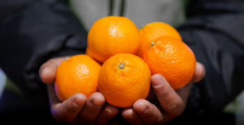 South Africa decries EU citrus regulations