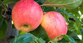 Washington apple exports plummet