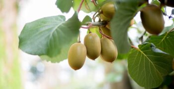Fears for NZ kiwifruit crop due to high winter temperatures