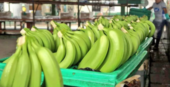 Sustained growth of Ecuadorian banana shipments