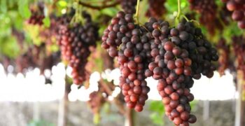 30% drop in Italy’s table grape output
