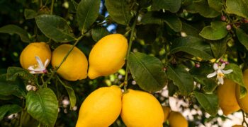 Spanish lemon crop up by a third