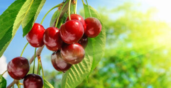 Smaller EU cherry crop