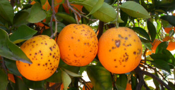 Intercitrus warns that lethal citrus predator is now in the EU