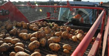 Morrisons to underwrite costs of potato and carrot growers