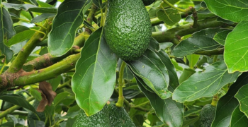 West Australian avocados enjoy successful trial in Thailand