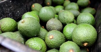 South African avocados gain access to China